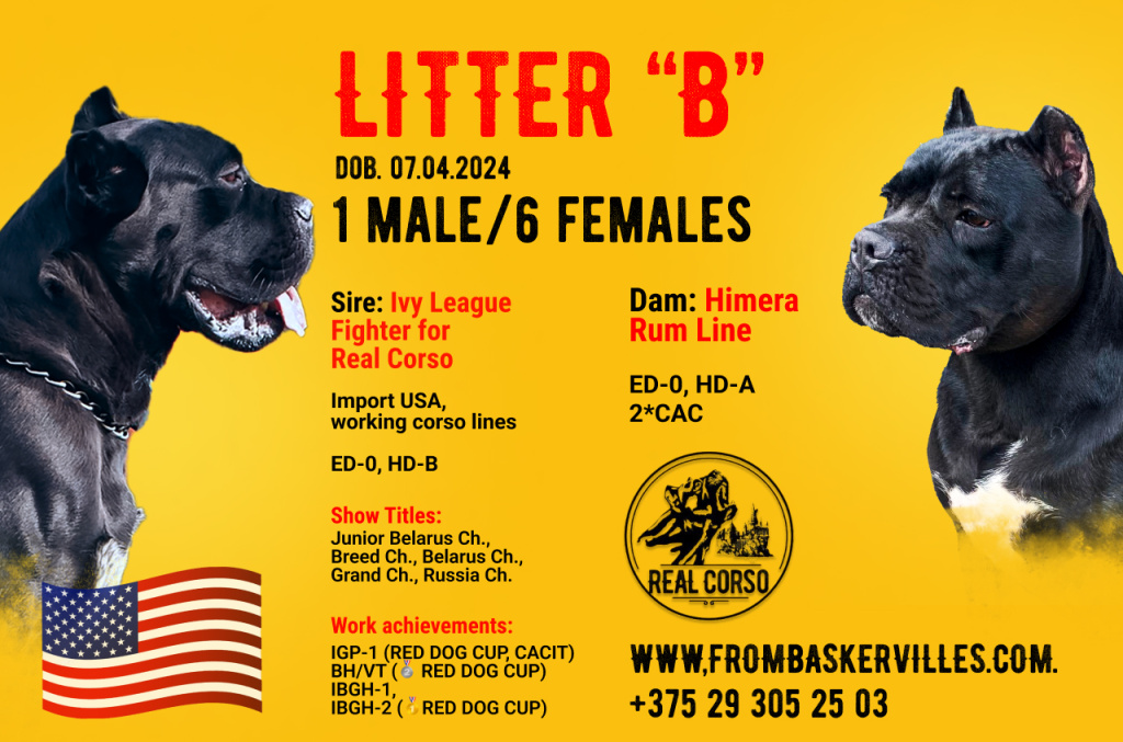 litter1.jpg